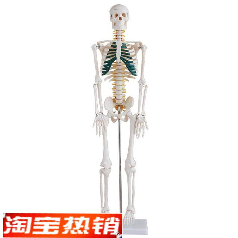 85cm人体骨骼带神经模型85CM人体O全身骨骼带神经模型