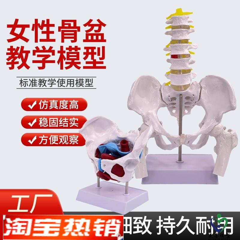 教学仿真盆底肌女性骨盆及子宫模型女性盆K腔结构膀胱盆底肌肉康