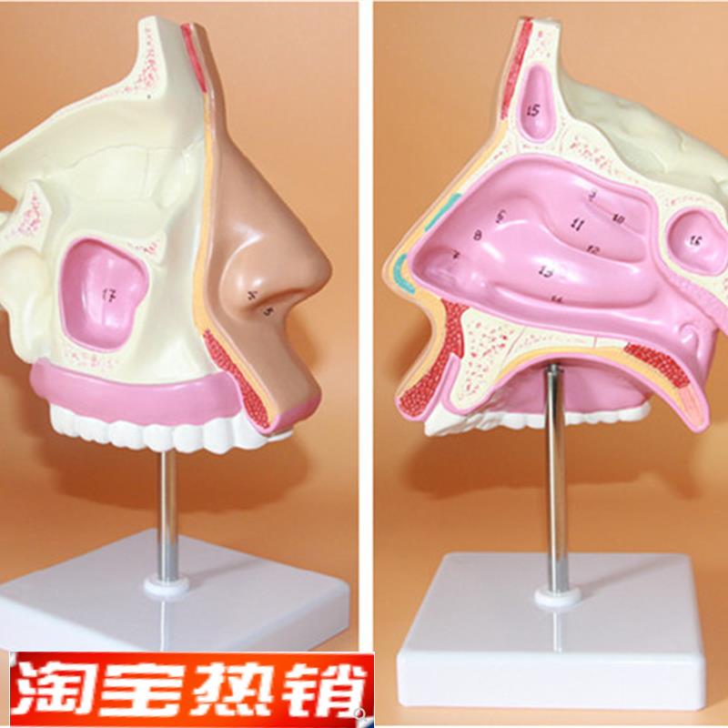 鼻腔解剖模型