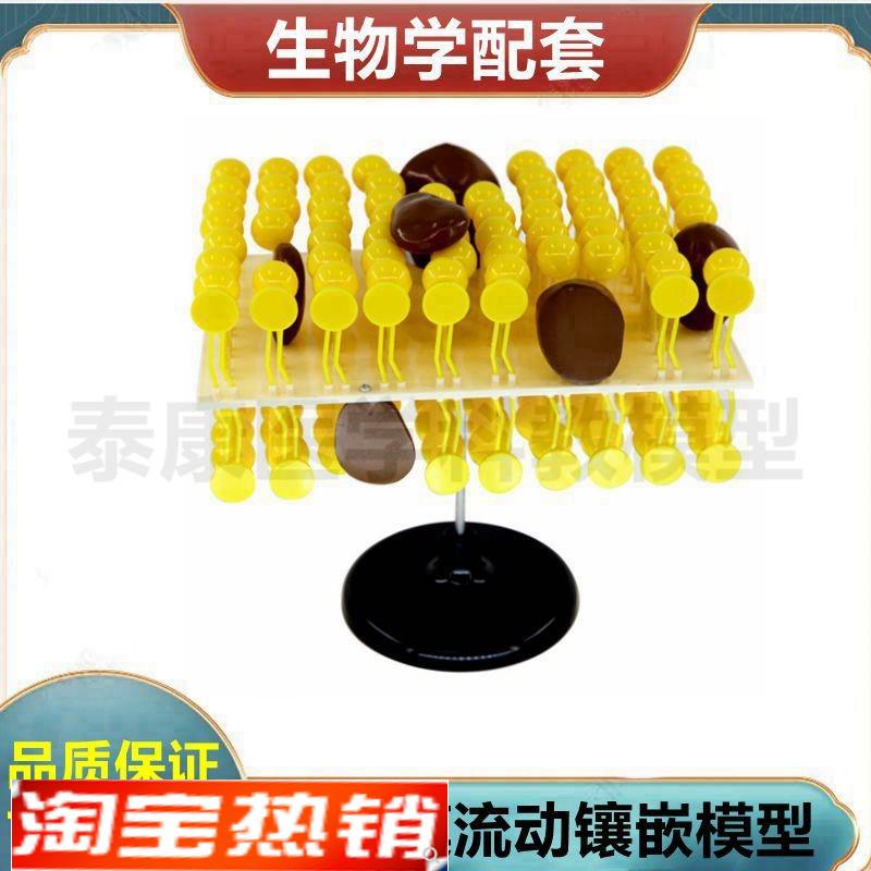 细胞膜结构流动镶嵌模型糖蛋白动植物细胞细O胞器可拆卸叶绿体生