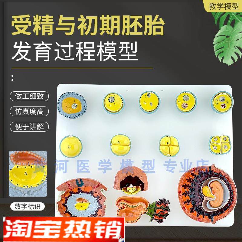 受精与初期胚胎发育过程模型卵B细胞发育妇产科计划生育教学胎盘