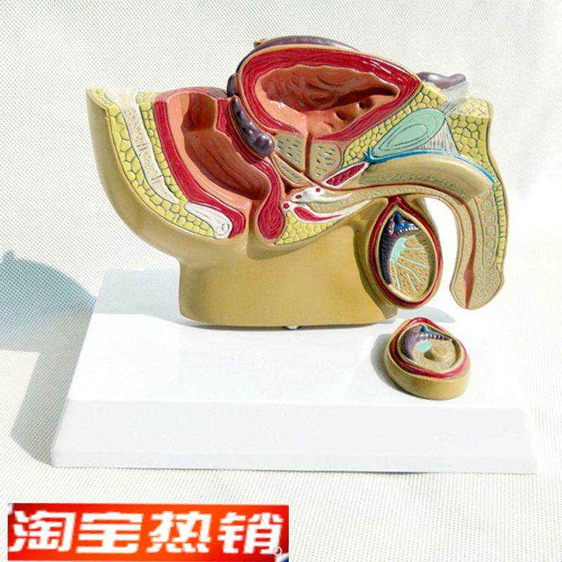 小型男盆腔模型j膀胱前列腺生殖直肠肛管医患沟通男科泌尿医药礼