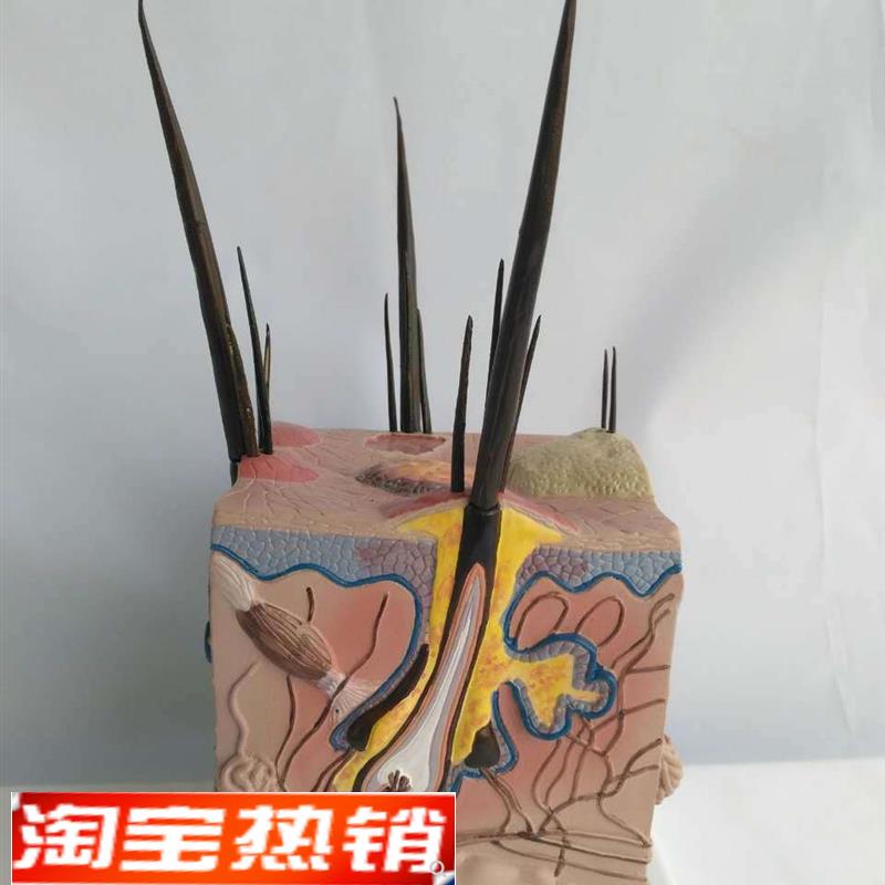 病态狗皮肤解剖模型动物皮肤A教学教仪犬科教学宠物模型畜牧