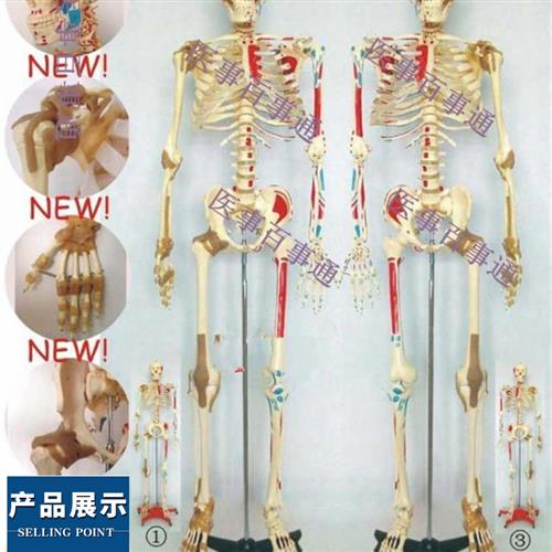 人体骨骼半边肌肉着色半边附肌肉韧带模型,人体骨骼模型170CM 玩具/童车/益智/积木/模型 其他模型玩具 原图主图