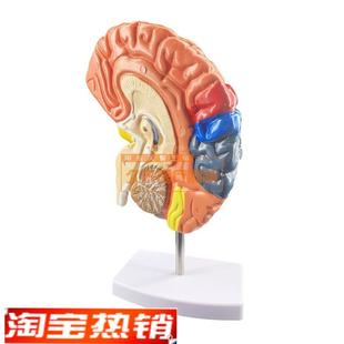 正品医用人体大脑解剖模型大脑模型脑模型T脑功能区域模型
