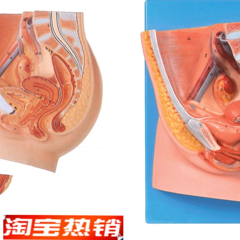 女性盆腔正中矢状切面模型E/解剖模型A15104