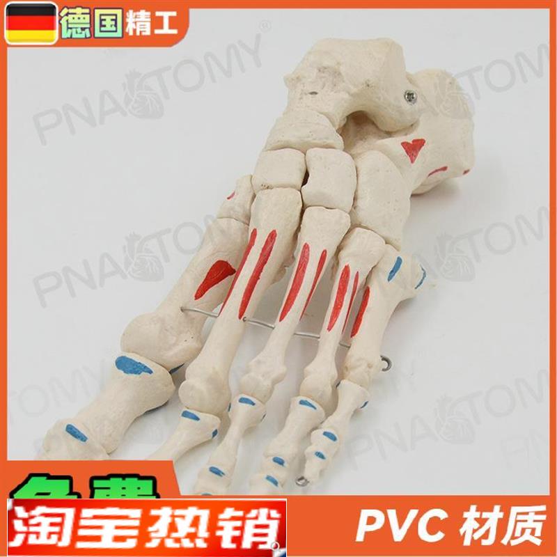 德国】人体足骨脚骨模型仿真脚趾关节骨骼脚掌部骨V骼肌肉着色活