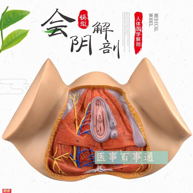 女性会阴模型会阴解剖模型妇科解剖模型女性生殖器官解剖模型