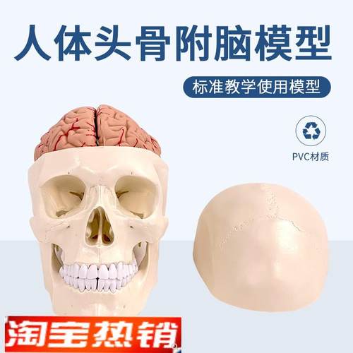 头颅附脑动脉模型颅脑动脉血管大脑解剖头骨模型Q1:1大脑解剖科教