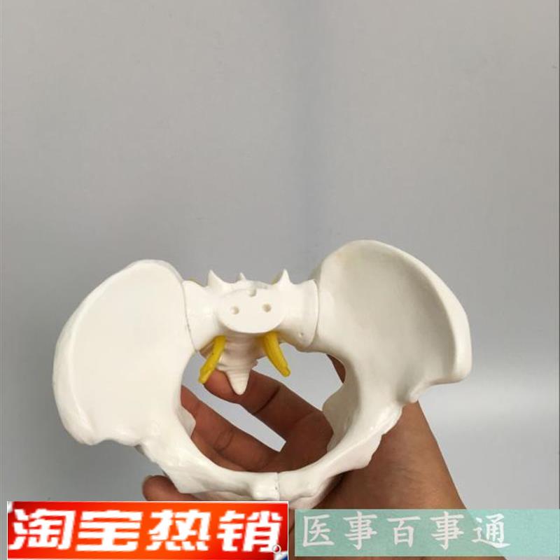 盆骨模型小型人体骨盆q模型分娩示范教学模型桌上礼品模型包邮
