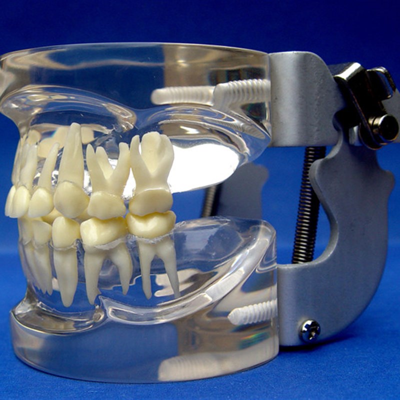 ENOVOc颐诺儿童乳牙列模型儿童口腔教学展示模型牙科牙齿模型口腔