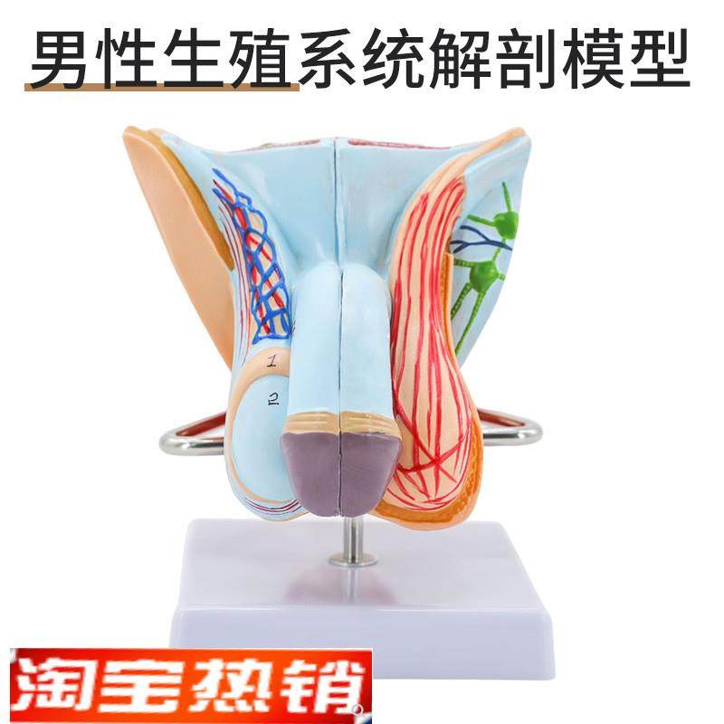高级男性内外h生殖模型内外生殖解剖膀胱男性尿道解剖模型