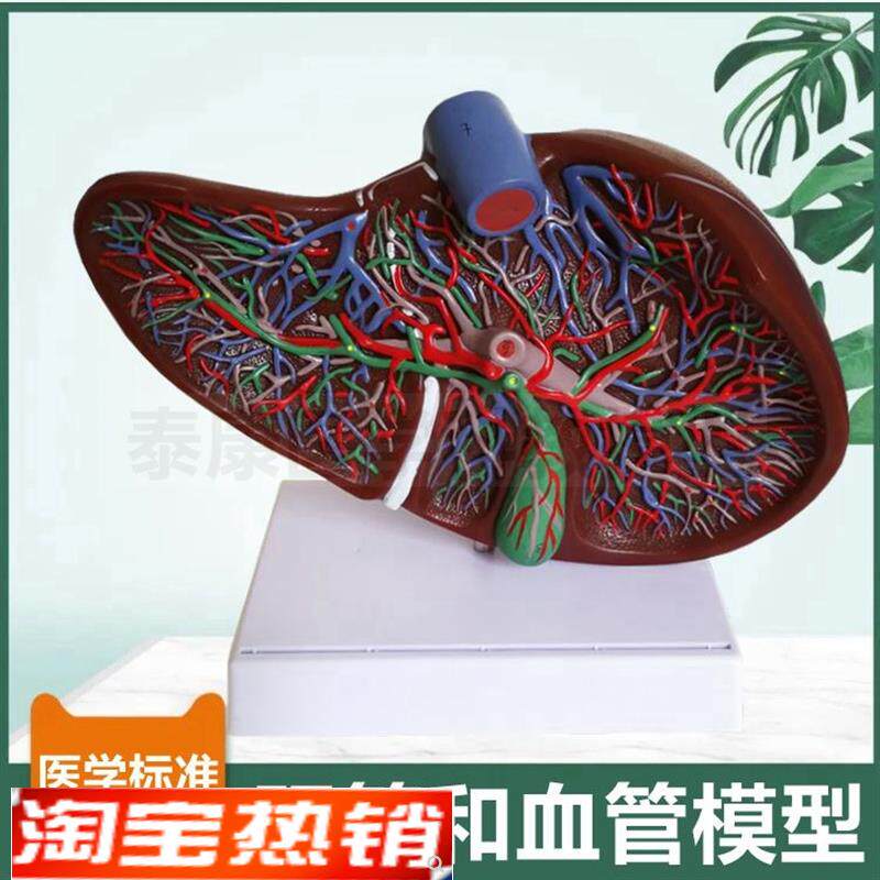 肝总管分布模型肝脏血管胆囊管十二指肠胰腺脾R脏消化系统病理肝