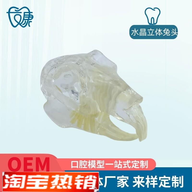 宠物牙齿模型透明狗牙猫牙口腔犬牙教学I演示动物倒模具猫兽医包
