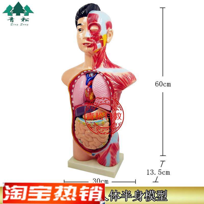39053少年人体半身模型人体模型生物O教学模型头颈躯干模型