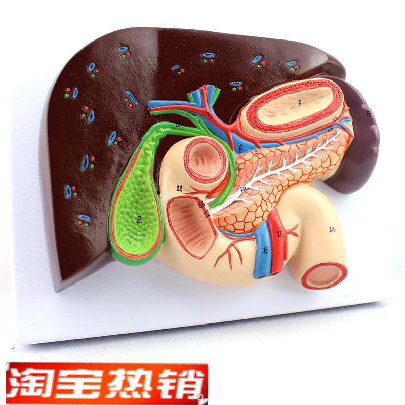 ENOVO颐诺人体肝胆胰十二指肠胃结构I模型肝胆脾胰解剖切面模型消