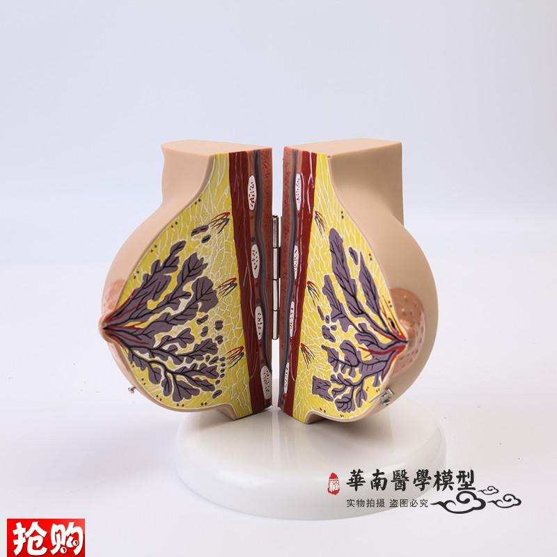 乳房模型胸部解剖乳房结构造妇产科教学整容N微整形展示美容院医