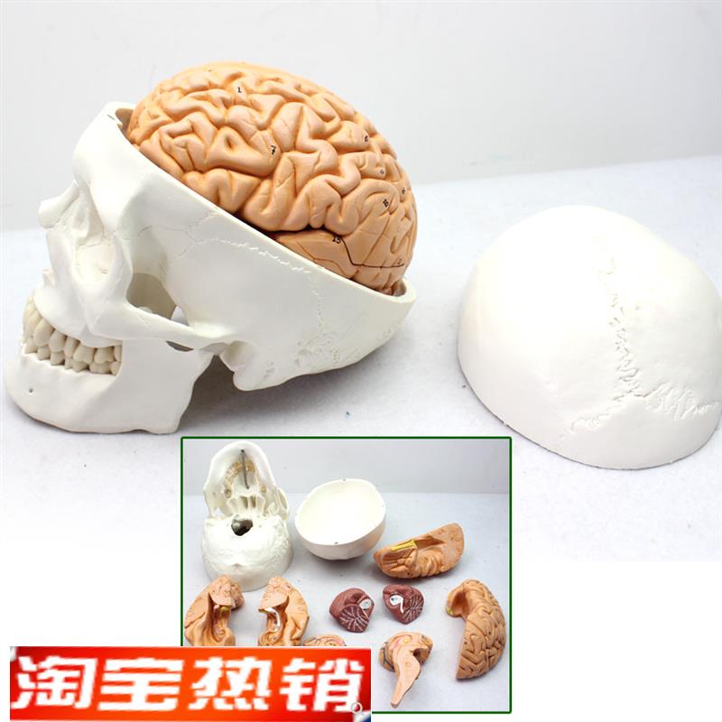 ENOVO颐诺医学人体头颅骨大脑模型头骨模型P1:1颅脑模型解剖大