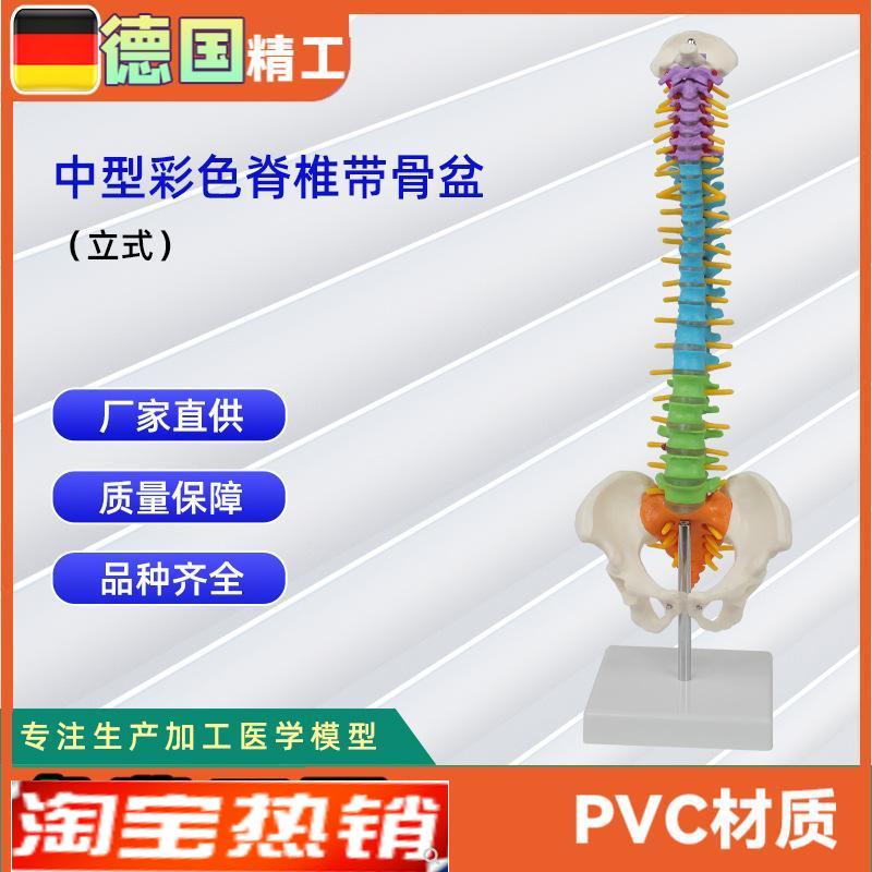 中型彩色脊椎带骨盆立t式45CM脊椎颈椎骨骼模型推拿骨科