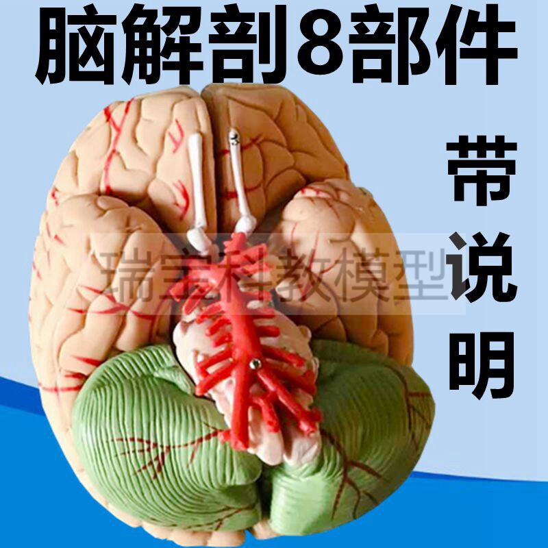 人体脑解剖模型可拆卸带标识说明皮层功能区定位语言中Z枢神经血