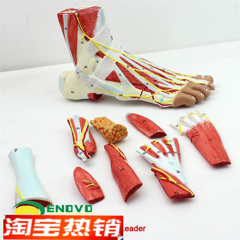 颐诺正品人体足底层次解剖脚关节肌肉G神经血管韧带模型手足外科