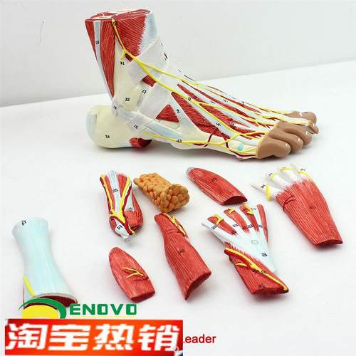 颐诺正品人体足底层次解剖脚关节肌肉G神经血管韧带模型手足外科