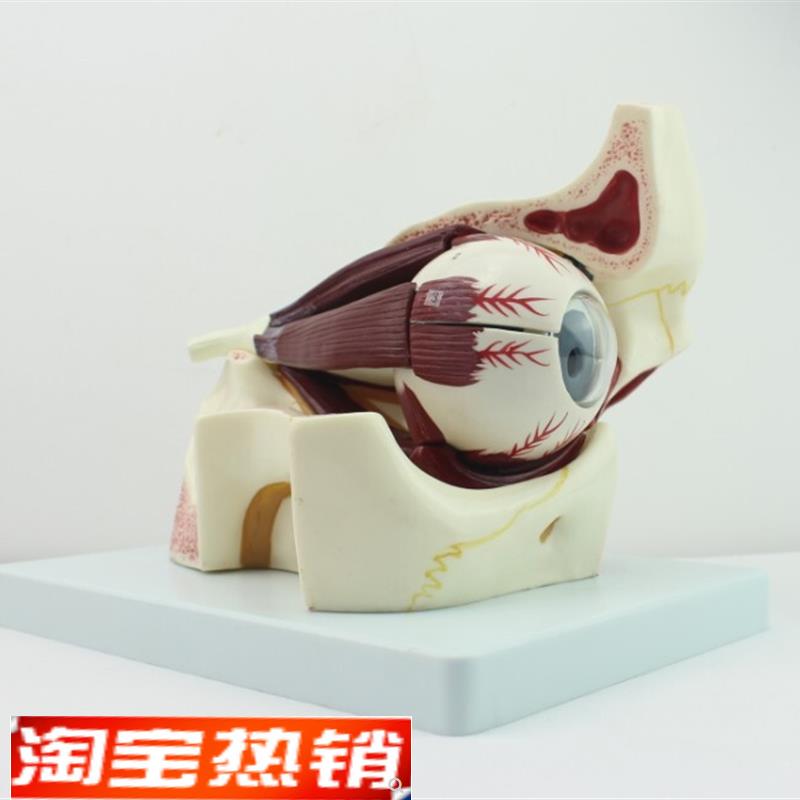 ENOVO颐诺眼球眼眶解剖结构放大E模型人体感觉器医学眼球模型眼