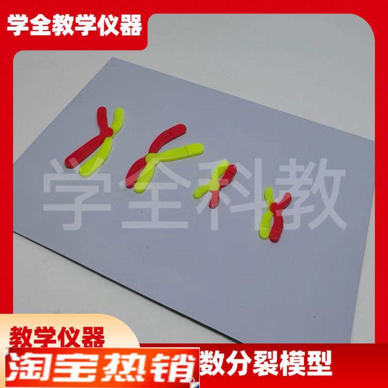 减数分裂中染色体变化模型组件磁吸式磁贴高中生物T实验器材教学