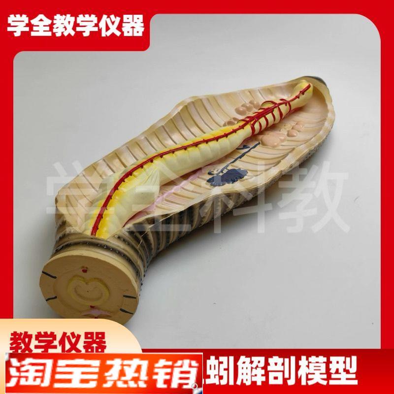 蚯蚓解剖模型蚯蚓结构初s高中生物教学器具教学仪器实验器材教具