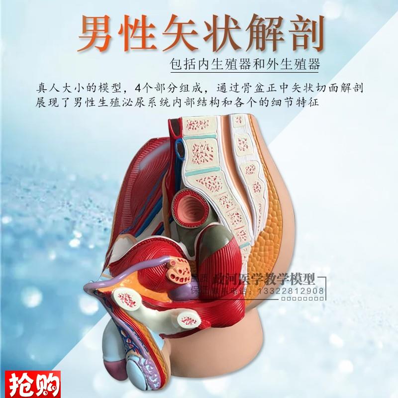 教学仿真女盆腔模型女性泌尿生殖系统标本正中矢状U切人体解剖模