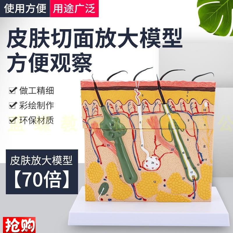 立体皮肤组织结构放大模型层次人体构造分层解剖T模具美容整形毛