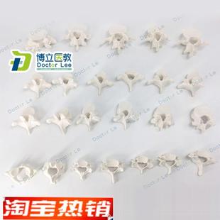 正品人体1:1骨骼散骨模型z腰椎模型脊椎模型胸椎模型教学模型