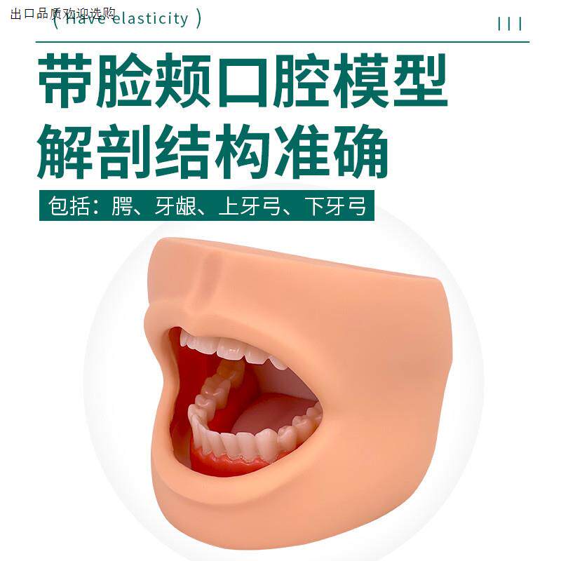 自然大牙护理保健模型高级口腔护理模型(带脸颊)有舌头