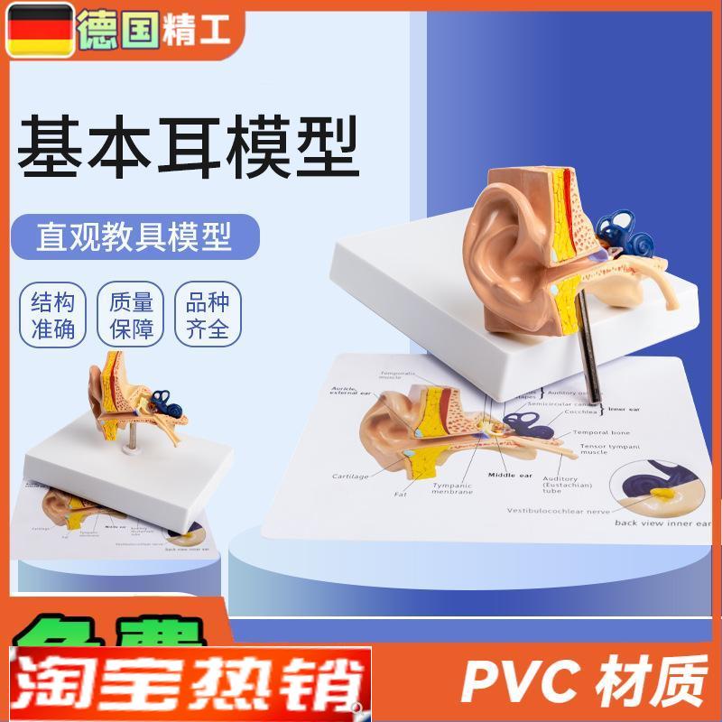 德国】基本耳模型桌m上型人体耳朵解剖模型耳模型内耳部听觉教学