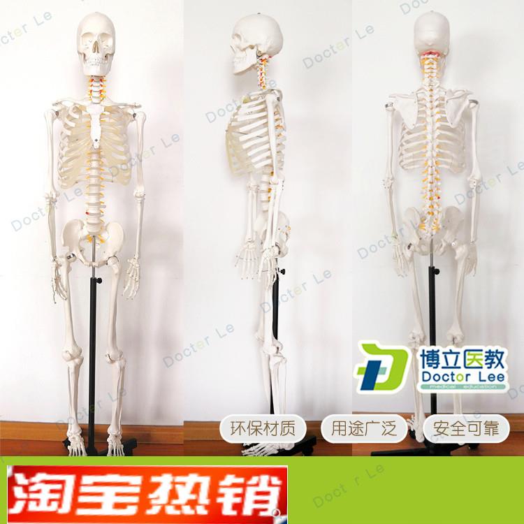 170cam医学脊椎骨架可弯曲骷髅解剖人体骨骼模型全身模型骨架模型