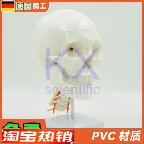 德国】自然大可拆白头骨带颈椎神经模型1比M1骨科医学教学口腔颅