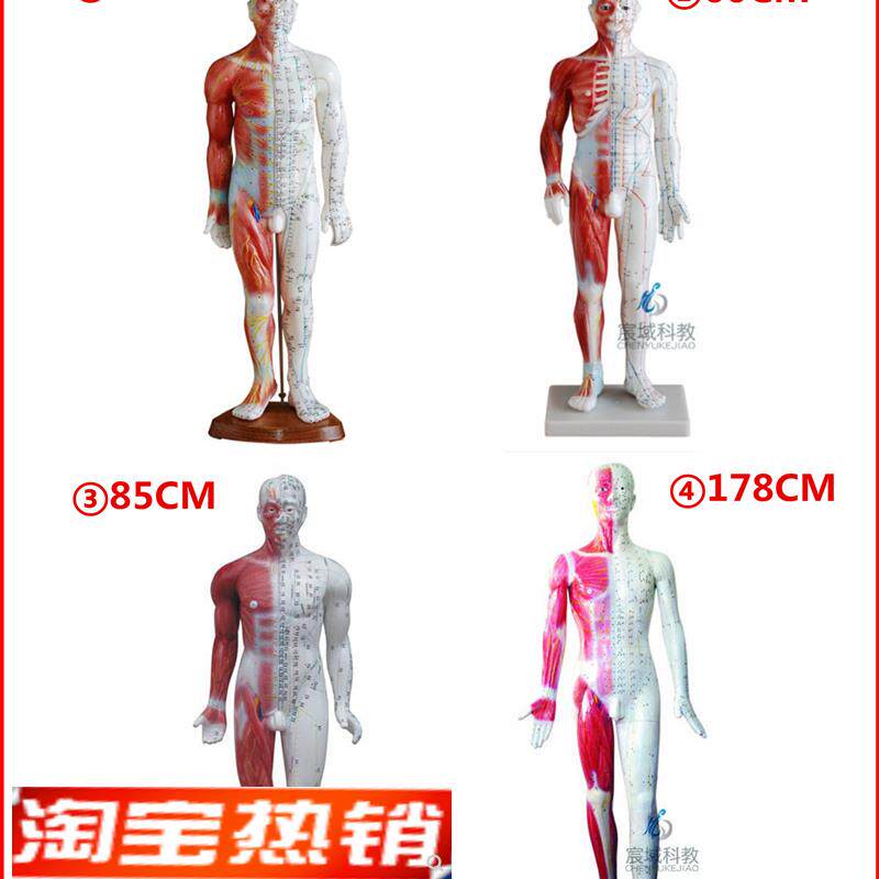 超清晰针灸穴位人体模型带肌x肉解剖硅胶经络刻字版中医训练用小
