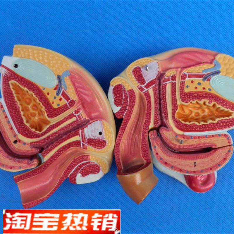 女性男性生殖器官解剖模型计划生育用品计生展示模型.计生委指定