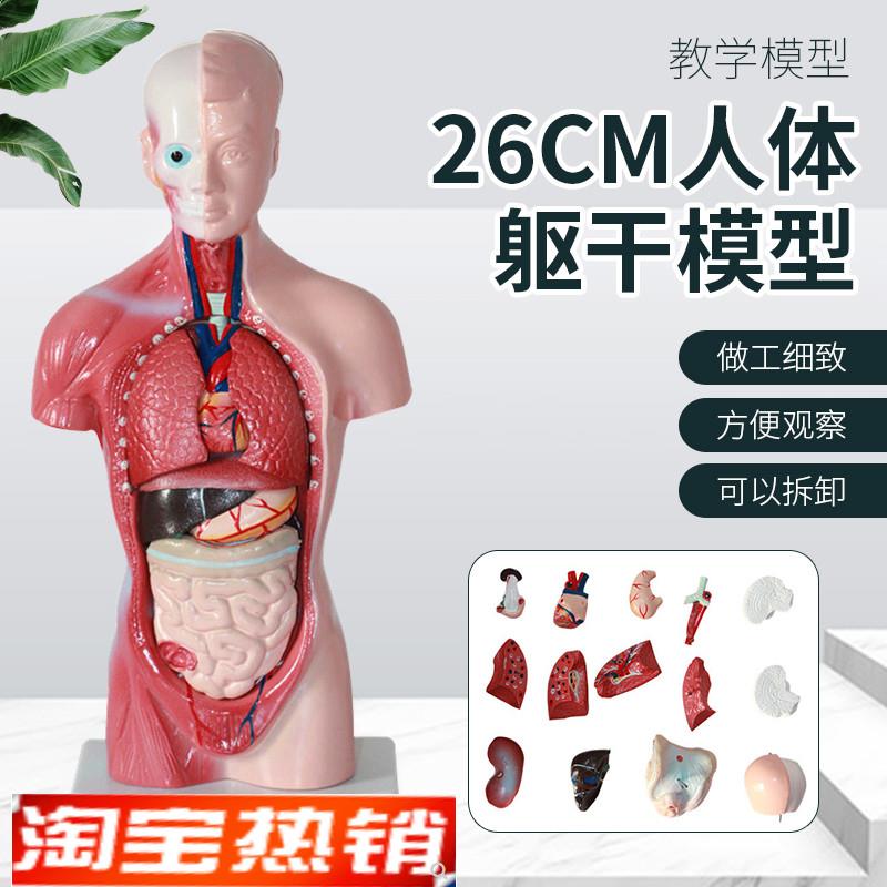 26cm人体躯干模型可拆卸内脏心脏解剖模型P医学儿童玩具躯干通用