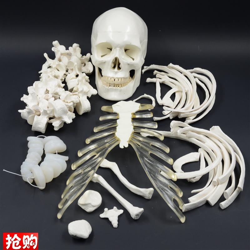 人体全身散骨模型170cm仿真骨骼模型骨架模Z型医用正骨