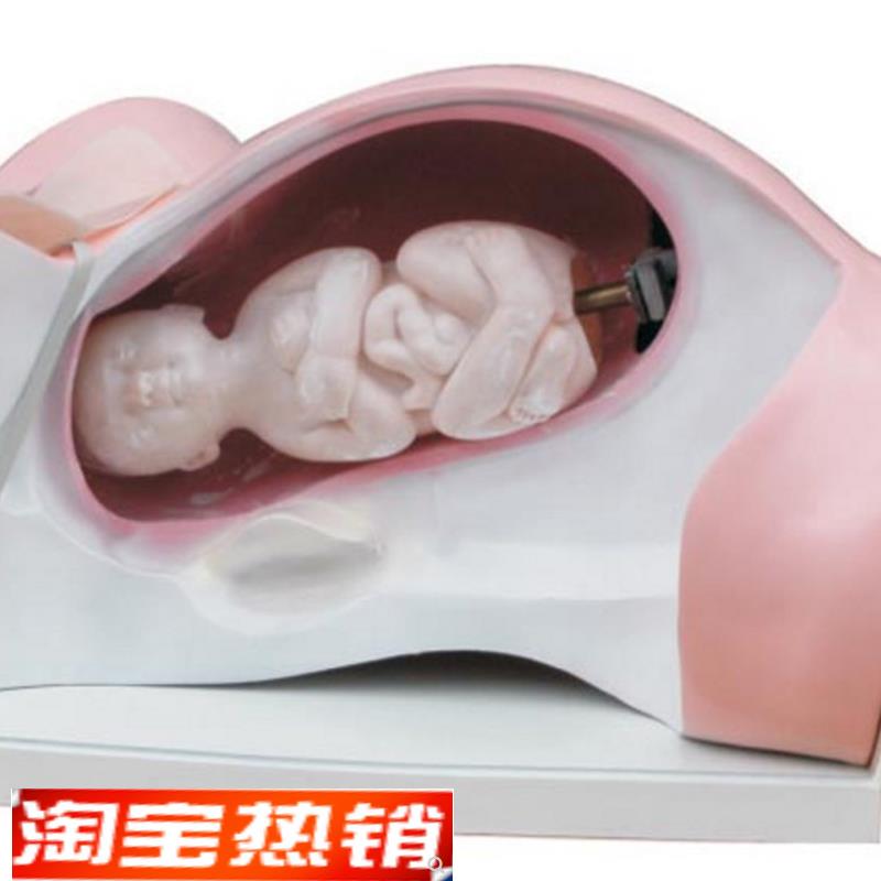 ENOVO颐诺分娩机转模型分女性分娩妇产L科教学用具分娩过程骨盆