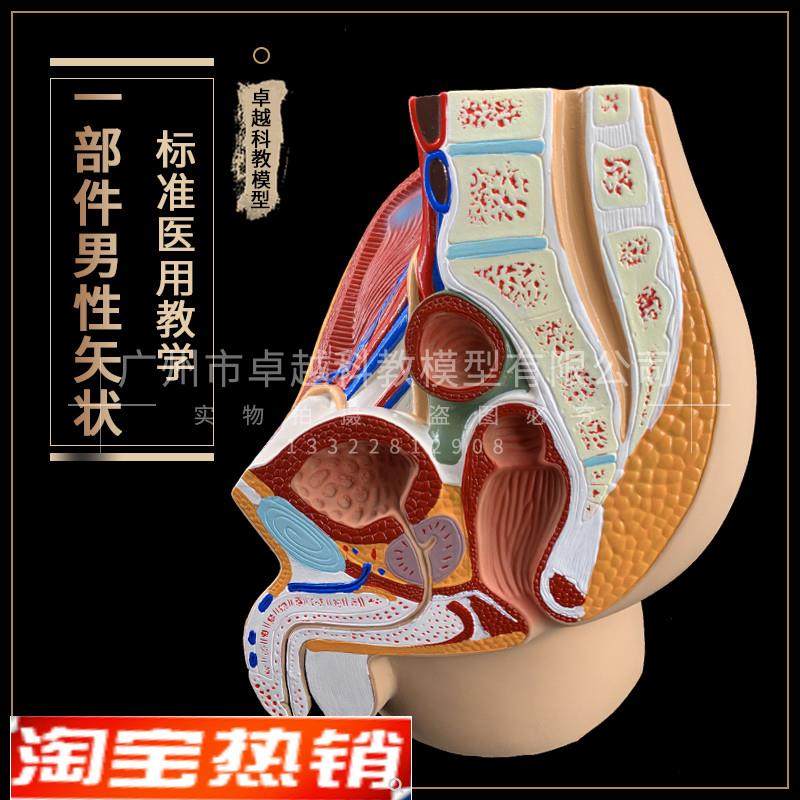 男性生殖泌尿系统模型男性盆腔解剖结构模P型前列腺男性生殖器