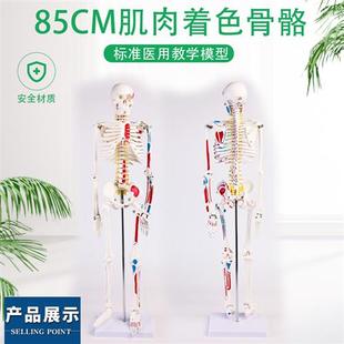 85CM人体骨骼带神经带椎间盘模型骨架附肌肉起止点着色模型神经