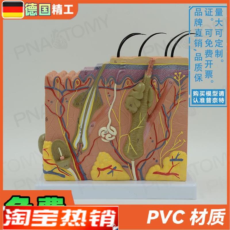 德国】人体立体皮肤层次结构放大解剖模型教学S皮肤科美容微整形