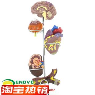 ENOVO颐诺人体m医学高血压模型大脑心脏血管内科普外科医生礼品