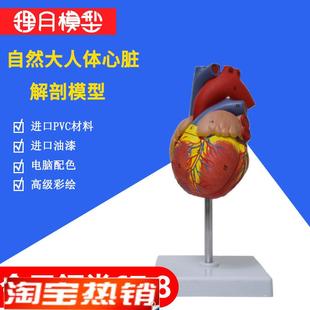 心脏模型教学医学解剖n硅胶带血管支架3d玩具小人体可拆卸循环材