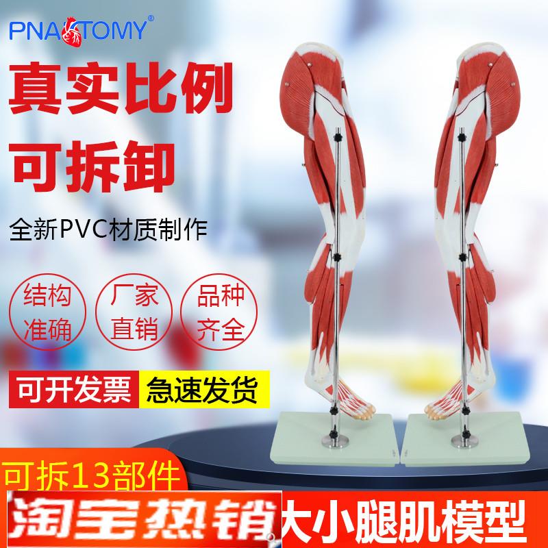 1比1医学人体下肢肌肉解剖运y动系统大腿骨骼康复训练健身模型标