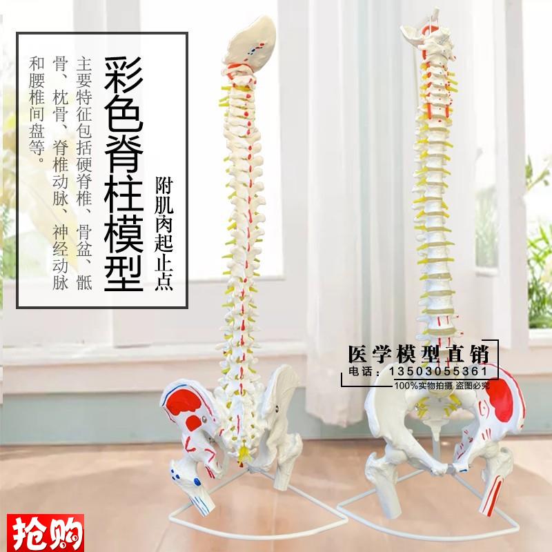1:1人体脊e柱模型成人正骨练习带颈椎腰椎椎间盘彩色脊椎骨骼型模