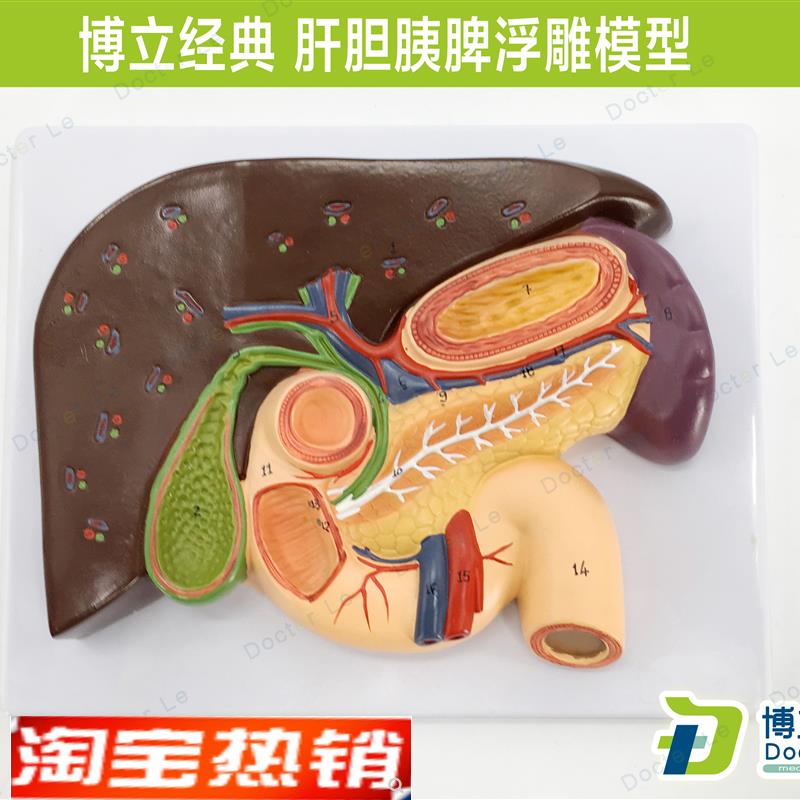 胰腺模型肝脏模型o十二指肠胆结石模型脾脏解剖模型医用