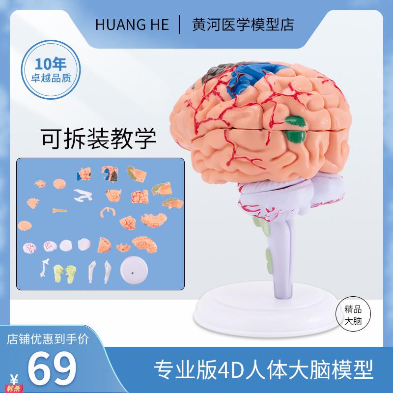4d人体大脑模型可拆装小脑解剖人体器官结构教学模型医院学校用